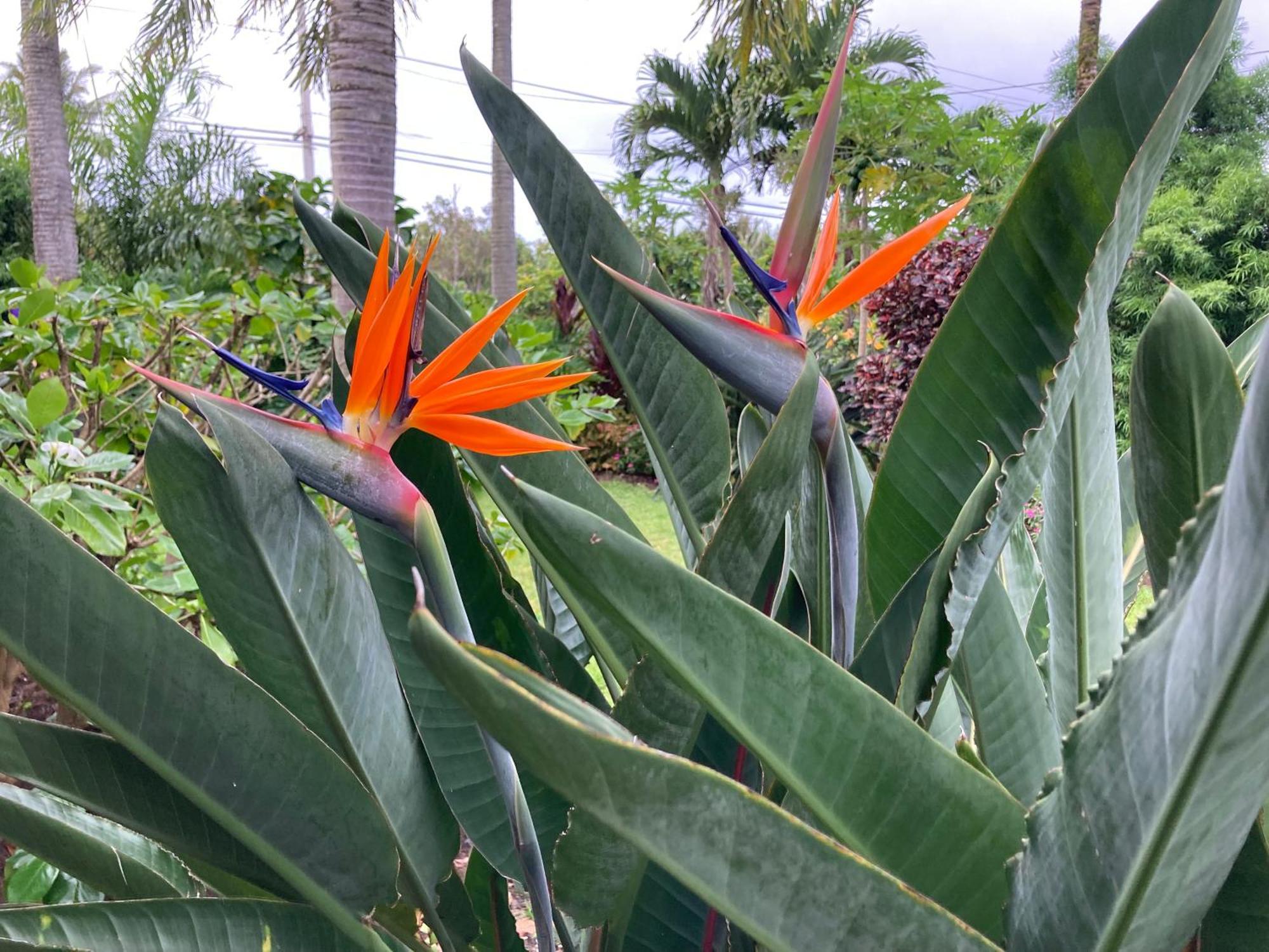 Comfort Nest Pahoa